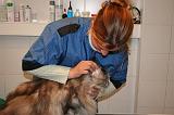 VETERINAIRE CHATS 082